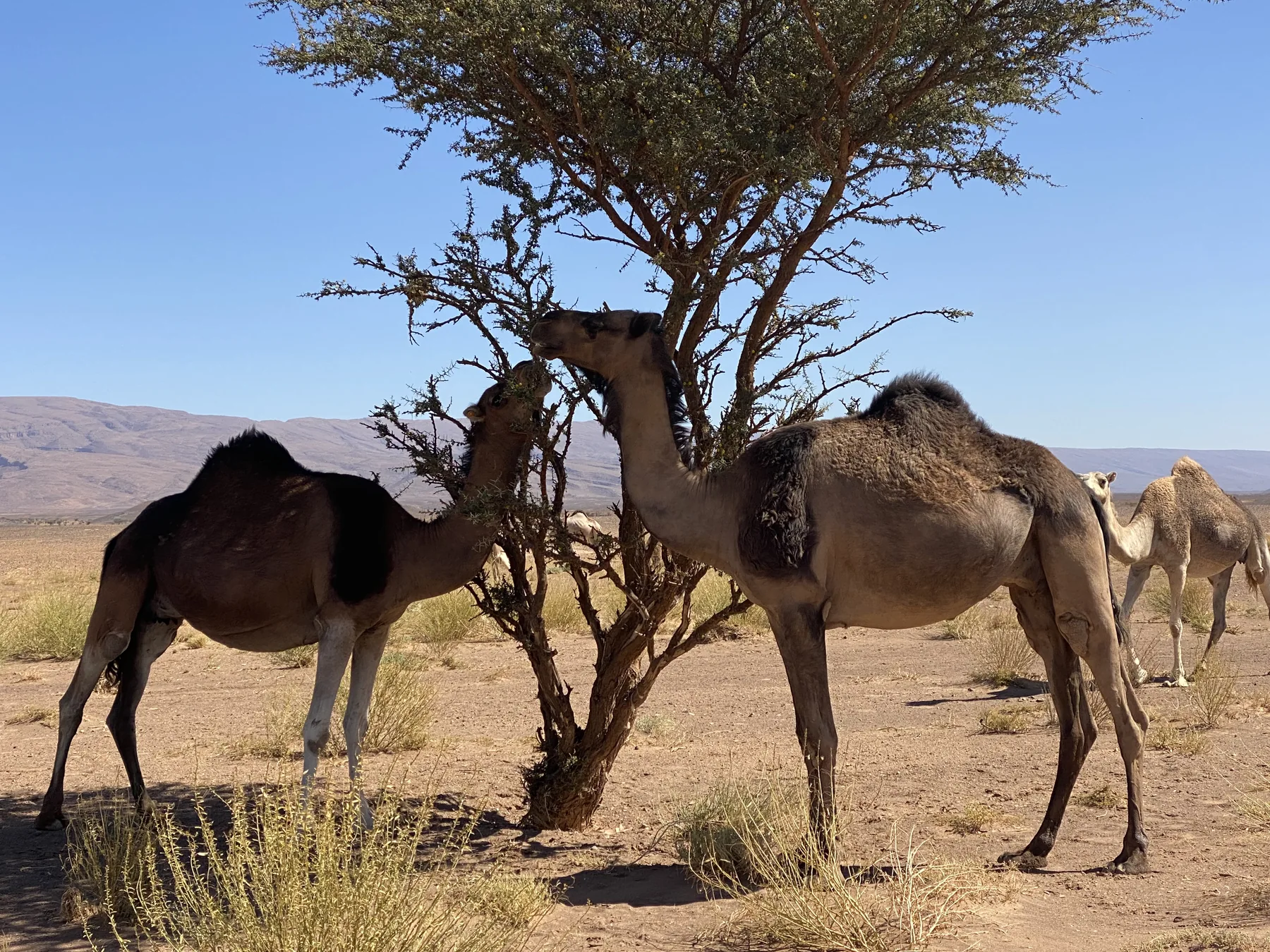 Arganiers dans la campagne d’Essaouira